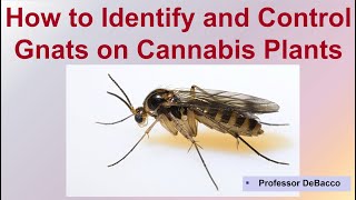 How to Identify and Control Gnats on Cannabis Plants [upl. by Navi]