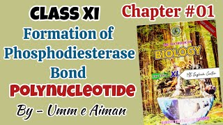 Formation of Phosphodiester bond Polynucleotide Chapter 01Biological molecules Class 11th [upl. by Jarietta]