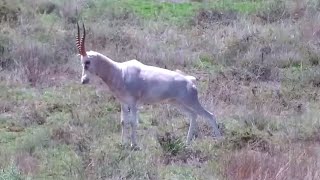 A White Blesbuck among red hartebeests at Kamfers Dam  africam  BirdLife  exploreorg [upl. by Rhynd]