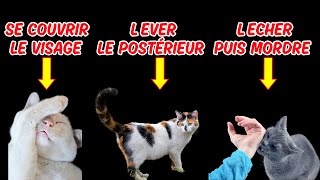 9 comportements étranges de votre chat et leurs significations [upl. by Desi326]