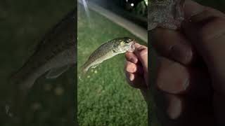 World record size bass fishing bassfishing bass [upl. by Olyhs281]