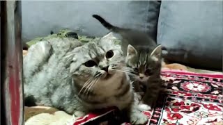 A ClubFooted Mischievous Cute Kitten Next To A Mother Cat Is Not Afraid Of Anything [upl. by Lewison]