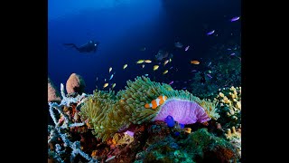 Exploring the Treasures of the Sea Reefs Corals and Immense Seas and Marine Animals [upl. by Notgnillew681]