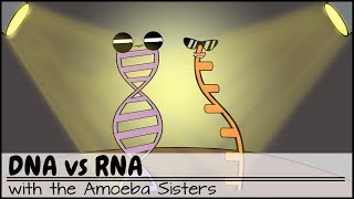 DNA vs RNA Updated [upl. by Osnola]