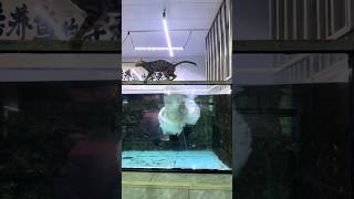 Did Arapaima really eat the kitten 🐱 monsterfish arapaimafish shorts viralshort ytshort viral [upl. by Eibocaj175]