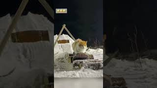 cat winter cut cute love lovecats lovedogs funny virla viralvideo foryou foryoupage [upl. by Scales]