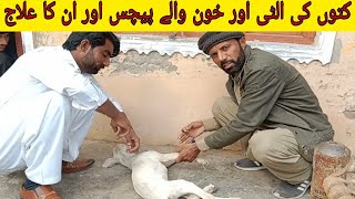 کتوں کی الٹی اور خون والے پیچس اور ان کا علاج [upl. by Nylloh]