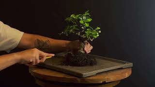 Repotting a Fukien Tea Bonsai [upl. by Rab]