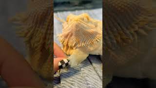 the shedding of a bearded dragon❤️フトアゴヒゲトカゲの顎の脱皮❤️爬虫類 脱皮 フトアゴヒゲトカゲ shedding [upl. by Ihcur]