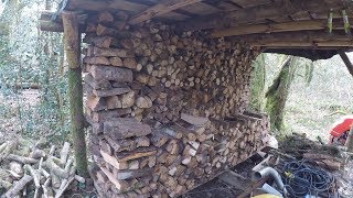 coppicing for firewood [upl. by Amilb438]