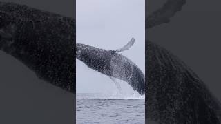 GIANT breaching whale 🐋 [upl. by Kuhlman]