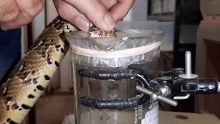 Mike Perry extracting venom from Puff Adders [upl. by Eneleahcim238]