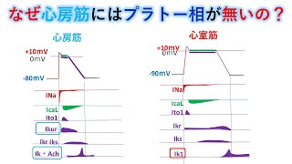 心電図：暗記からの卒業 39話 心房筋の興奮（イオン編） [upl. by Weinert]