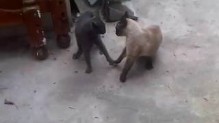 Gatos hablando y peleando [upl. by Veron]