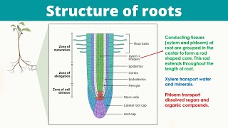 Structure of Roots [upl. by Sowell]