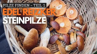 Pilze sammeln im Oktober  Der Profi verrät seine Tricks 🍄 [upl. by Nyllewell112]