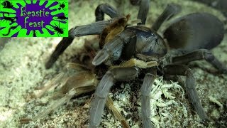 Tarantulas mating feeding and spinning webs [upl. by Elok]