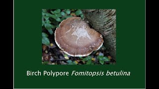 Making Birch Polypore tea  tonic Benefits and Uses [upl. by Wiles]