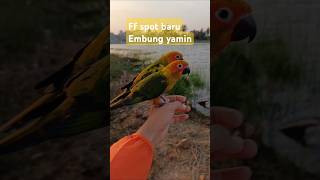 sunconureindonesia sunconure freeflybird freeflightparrot reelsfyp macawfreefly paruhbengkok [upl. by Felice]