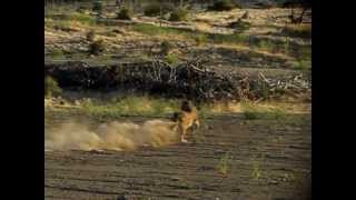 Slow Motion Cheetah Run at Animal Ark Reno NV 772012 [upl. by Akihsan]