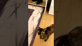 My cat is afraid of the sound of a vacuum cleaner [upl. by Issim409]