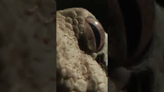 Pet python snake care sheetsnakevideo [upl. by Delbert690]