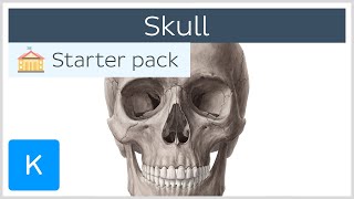 Bones of the Skull Neurocranium and Viscerocranium  Human Anatomy  Kenhub [upl. by O'Grady331]