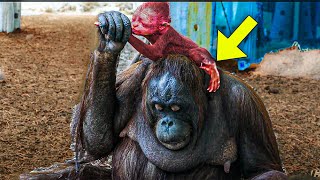 Orangutan Gives Birth to a Rare Baby and Leaves Staff in TOTAL SHOCK [upl. by Godwin]