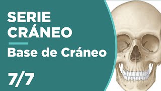 CRÁNEO 77 BASE DE CRÁNEO  Anatomía 💀😊 [upl. by Ettenahs]