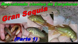 Rescatando cientos de Corydoras de sequía [upl. by Drarrej]