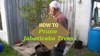 How to prune a Jaboticaba Tree  Myrciaria cauliflora [upl. by Akeme]