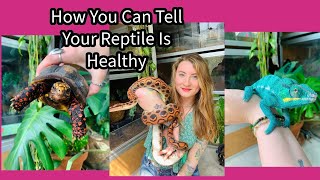 Is Your Reptile Healthy [upl. by Annunciata]