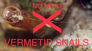 How to eliminate VERMETID SNAILS [upl. by Krishna989]