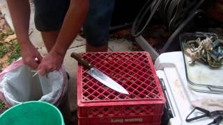 Cleaning Live Blue Claw Crabs Part 2 [upl. by Ellehcin]