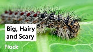 How to CONTROL GYPSY MOTHS — Ep 032 [upl. by Aimek]