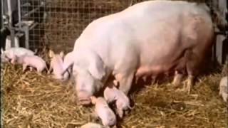 Pusteblume  Ein Schwein im Schaukelstuhl18021979  Folge 7 [upl. by Putnem]