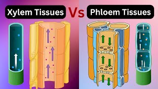 Xylem vs phloem tissues  xylem vs phloem Vascular bundles Biology [upl. by Octavius]