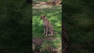 dubbo Zoo at dubbo australia [upl. by Clougher115]