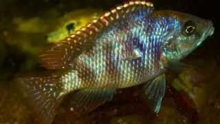 Placidochromis Milomo [upl. by Adranoel]