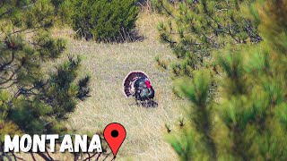 MONTANA is a GREAT PLACE to hunt TURKEYS [upl. by Eimilb]