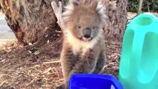 Adorable Thirsty koala [upl. by Lance]