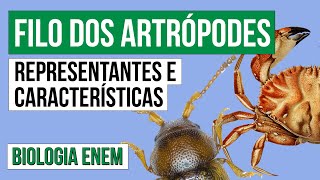 FILO DOS ARTRÓPODES representantes e características  Biologia para o Enem  Cláudia Aguiar [upl. by Egidio]