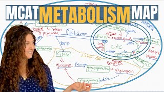 MCAT Biochemistry The 13 Metabolic Pathways Explained [upl. by Aramit]