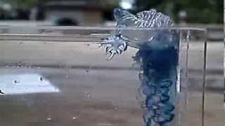 Glaucus atlanticus feeding [upl. by Obelia]