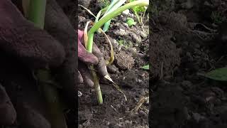 November Gardening Tips for Zone 4 gardening garden growyourownfood [upl. by Rowe]