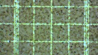 Chloroplasts isolated from spinach 400x [upl. by Fabe]