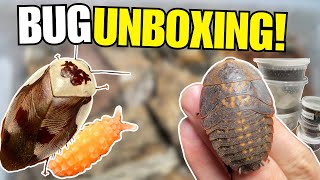 Unboxing One of the LARGEST Roaches Ever [upl. by Amzu]