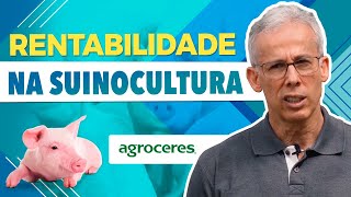 Os Segredos da Suinocultura Rentável  com Edmo Carvalho [upl. by Oibaf]