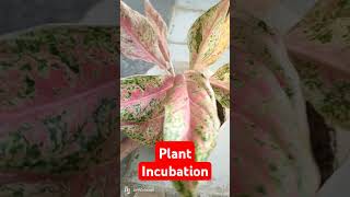 Plant INCUBATION for 1 month plants aglaonema shorts brokernolynandrade [upl. by Shel]