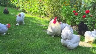 Pekin Bantams enjoying freedom [upl. by Euqinehs]